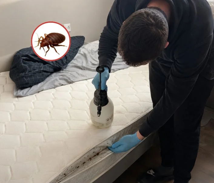 Technicien traitant un matelas contre les punaises de lit à Rampillon